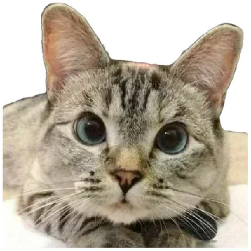 😸 Стикер «Anak_kucing» для Telegram