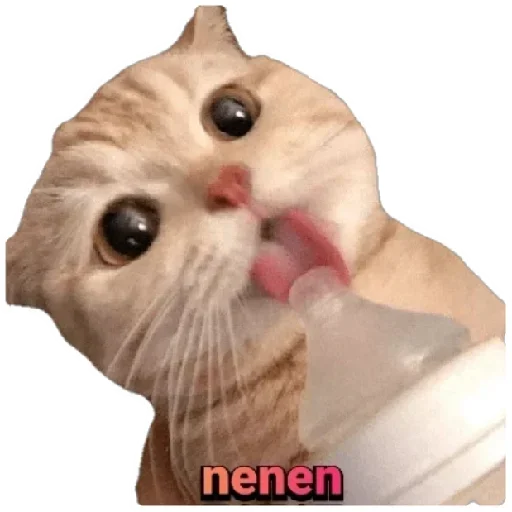 😸 Стикер «Anak_kucing» для Telegram