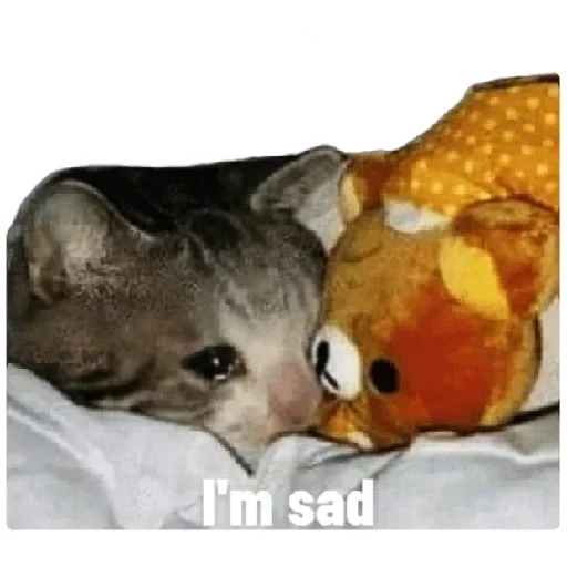 😸 Стикер «Anak_kucing» для Telegram