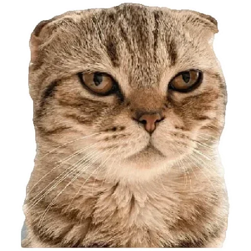😸 Стикер «Anak_kucing» для Telegram