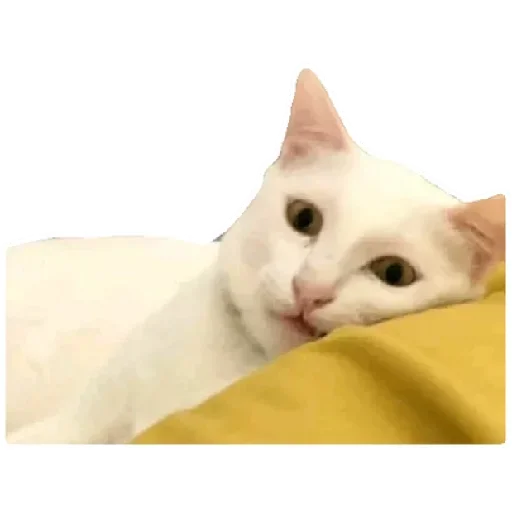 😸 Стикер «Anak_kucing» для Telegram