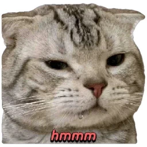 😸 Стикер «Anak_kucing» для Telegram
