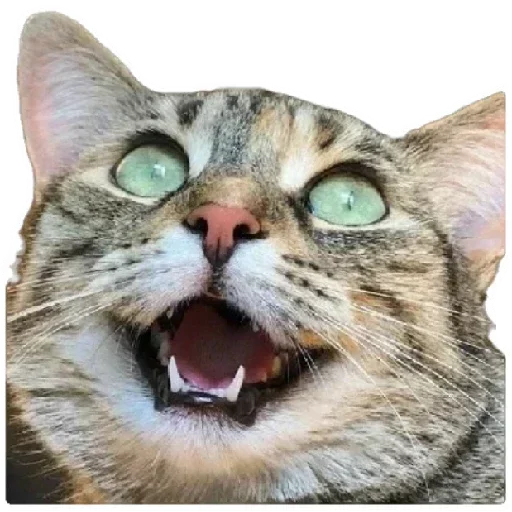 😸 Стикер «Anak_kucing» для Telegram