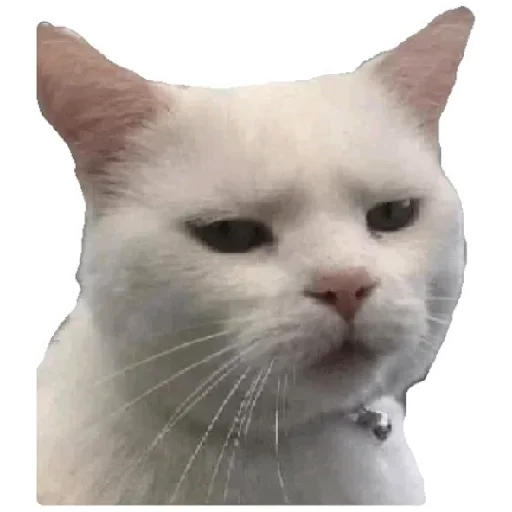 😸 Стикер «Anak_kucing» для Telegram