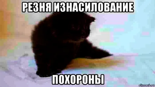 😺 Стикер «серьёзный пак» для Telegram