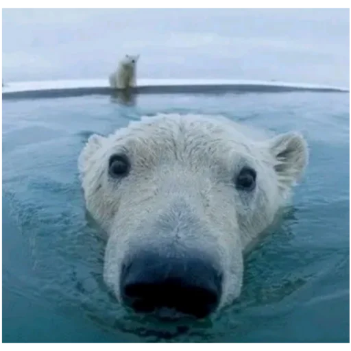 🐻‍❄️ Стикер «київський arara gomen» для Telegram