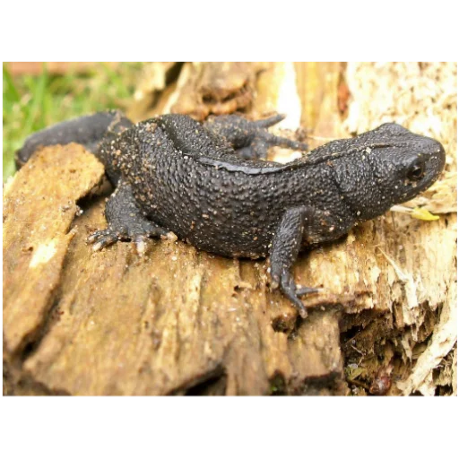 🦎 Стикер «київський arara gomen» для Telegram