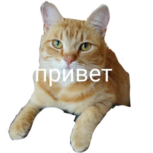 🖐️ Стикер «Муська myrzik» для Telegram