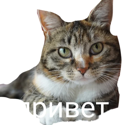 😆 Стикер «Муська myrzik» для Telegram