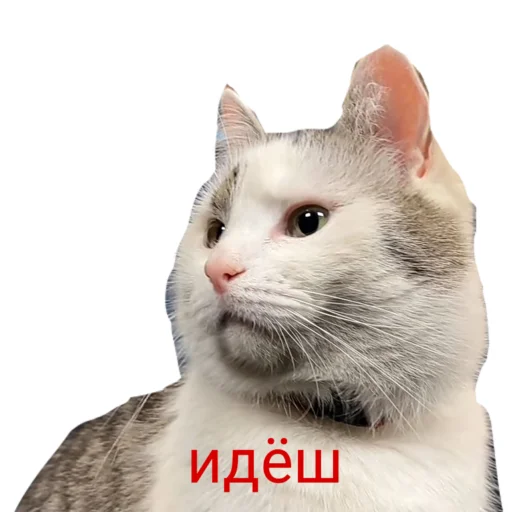 😐 Стикер «Муська myrzik» для Telegram