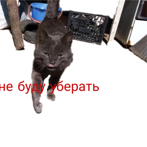 😡 Стикер «Муська myrzik» для Telegram