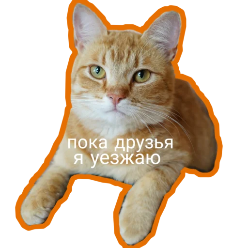 😓 Стикер «Муська myrzik» для Telegram