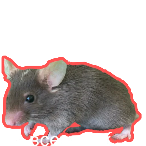 🐀 Стикер «Муська myrzik» для Telegram