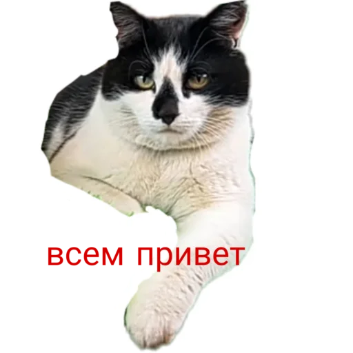 👐 Стикер «Муська myrzik» для Telegram
