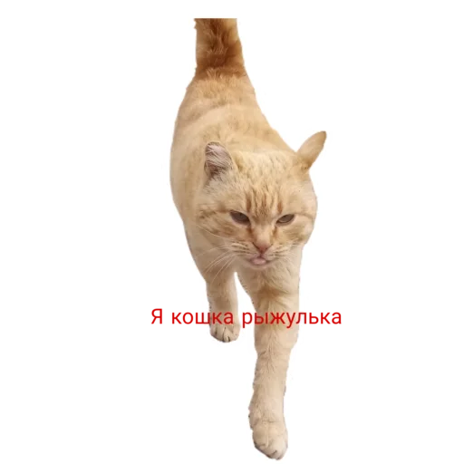 🐱 Стикер «Муська myrzik» для Telegram