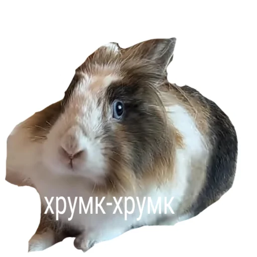🥕 Стикер «Муська myrzik» для Telegram