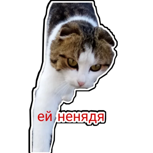 😦 Стикер «Муська myrzik» для Telegram