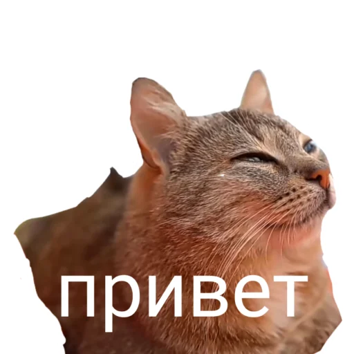 😔 Стикер «Муська myrzik» для Telegram
