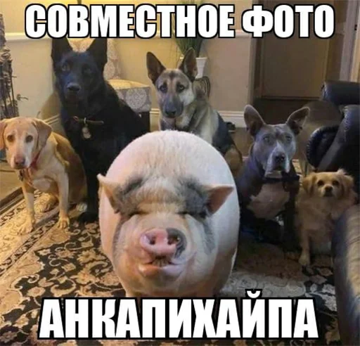 📸 Стикер «Анкапихайп» для Telegram