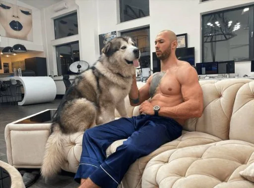 🐶 Стикер «Andrew Tate» для Telegram