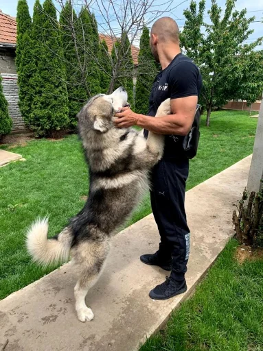 🐕 Стикер «Andrew Tate» для Telegram