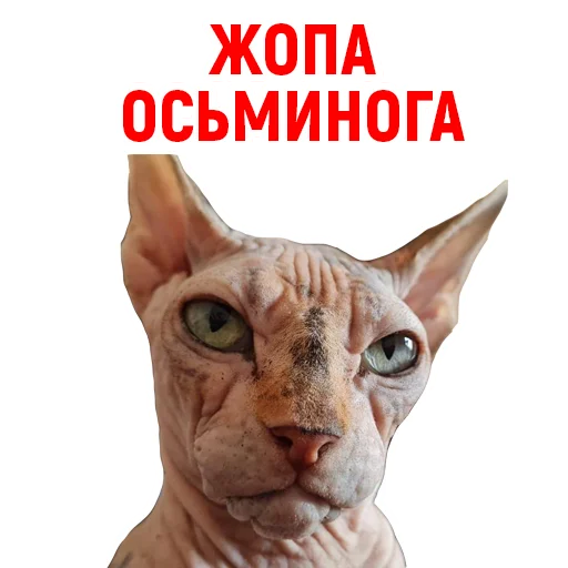 😼 Стикер «Андрюша из ТикТока» для Telegram