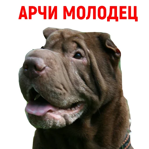 👏 Стикер «Андрюша из ТикТока» для Telegram