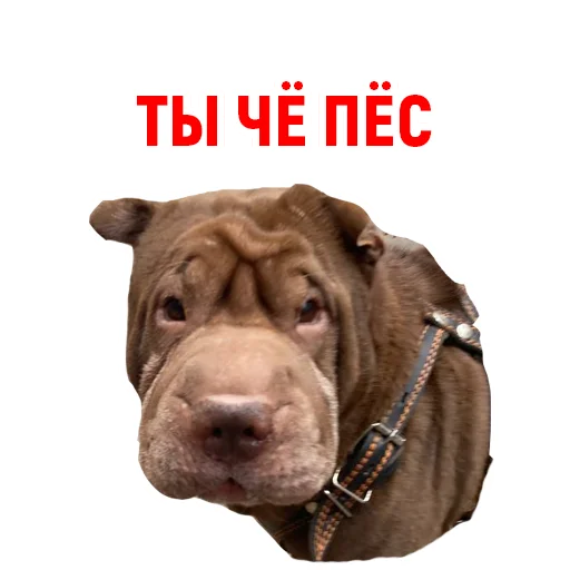 🐶 Стикер «Андрюша из ТикТока» для Telegram