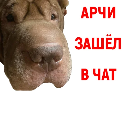 😱 Стикер «Андрюша из ТикТока» для Telegram