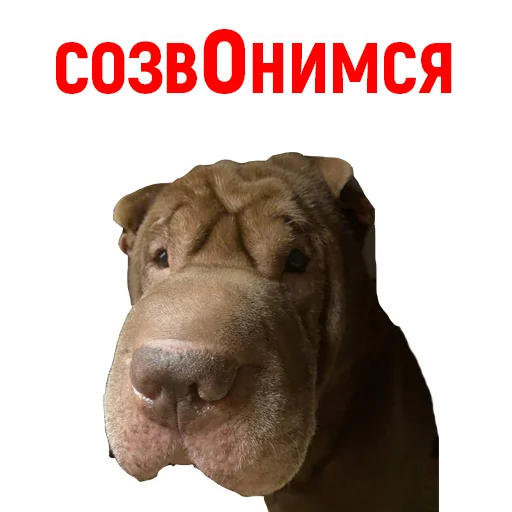 🧐 Стикер «Андрюша из ТикТока» для Telegram