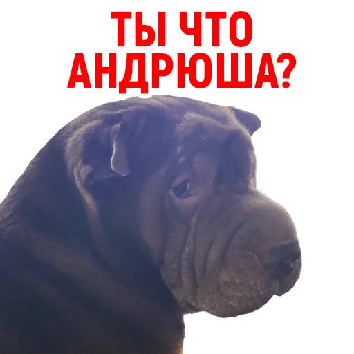 🤨 Стикер «Андрюша из ТикТока» для Telegram