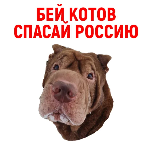 🙈 Стикер «Андрюша из ТикТока» для Telegram