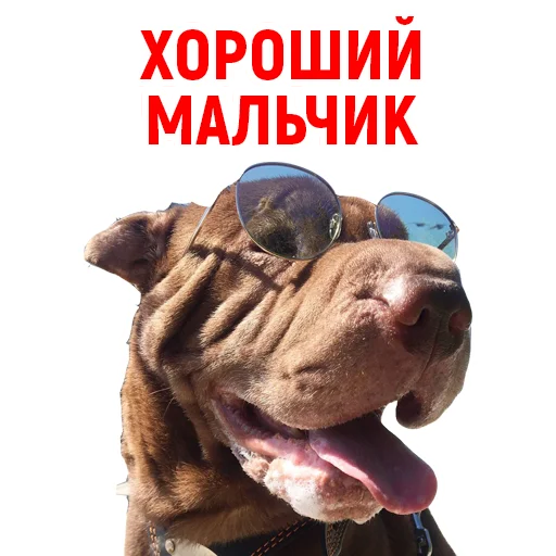 😎 Стикер «Андрюша из ТикТока» для Telegram
