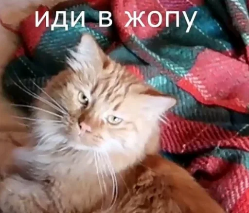 🙂 Стикер «АНДРЕЙКА БЛИАТЬ» для Telegram