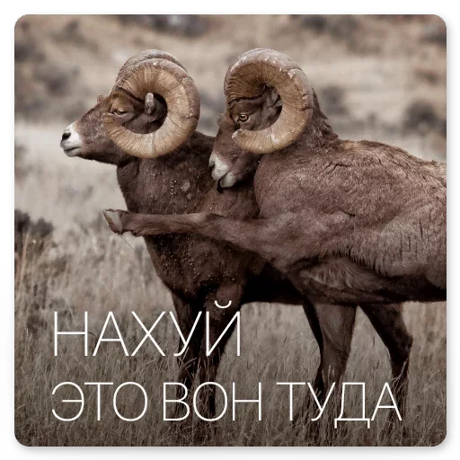 😄 Стикер «Android and Apple» для Telegram