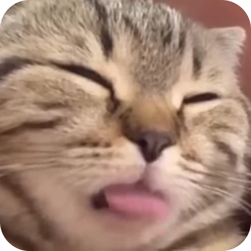 😛 Стикер «Cat Multiverse» для Telegram