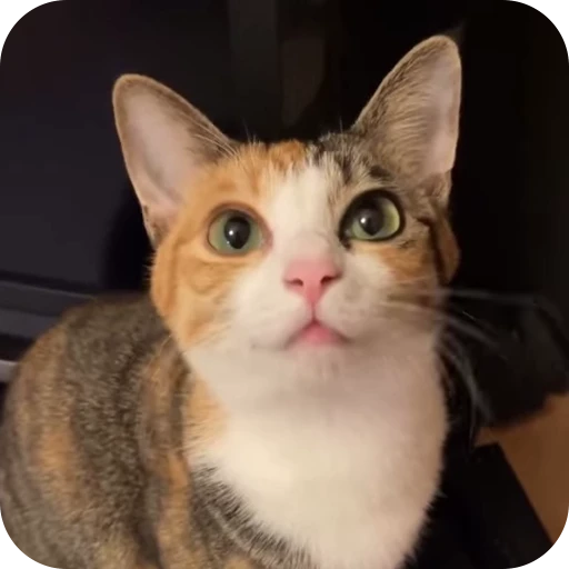 😇 Стикер «Cat Multiverse» для Telegram
