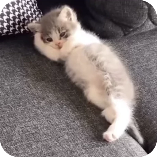 😏 Стикер «Cat Multiverse» для Telegram