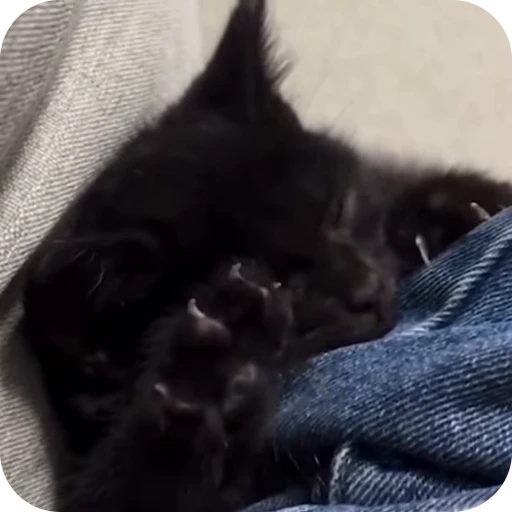 ☺️ Стикер «Cat Multiverse» для Telegram