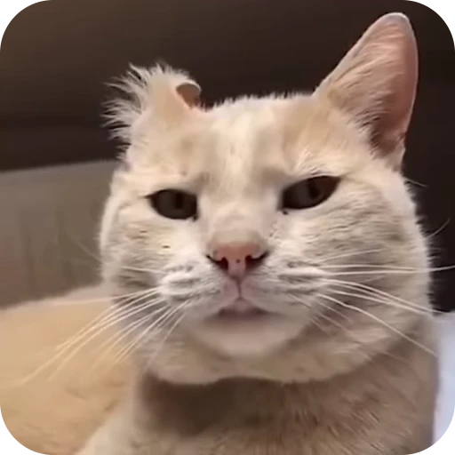 😏 Стикер «Cat Multiverse» для Telegram