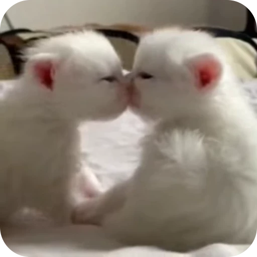 😙 Стикер «Cat Multiverse» для Telegram