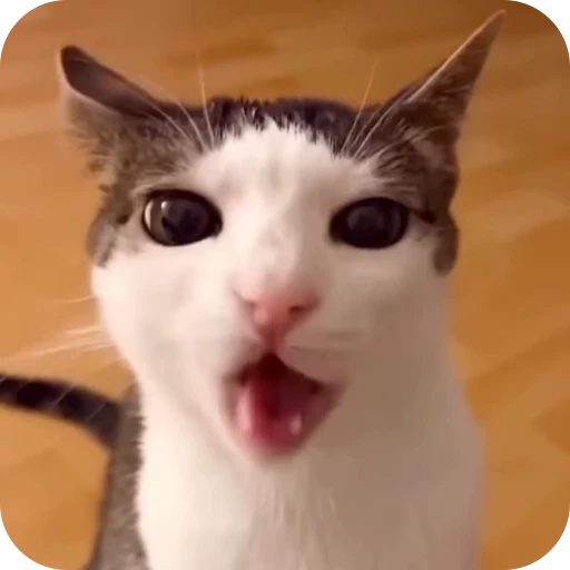 😋 Стикер «Cat Multiverse» для Telegram