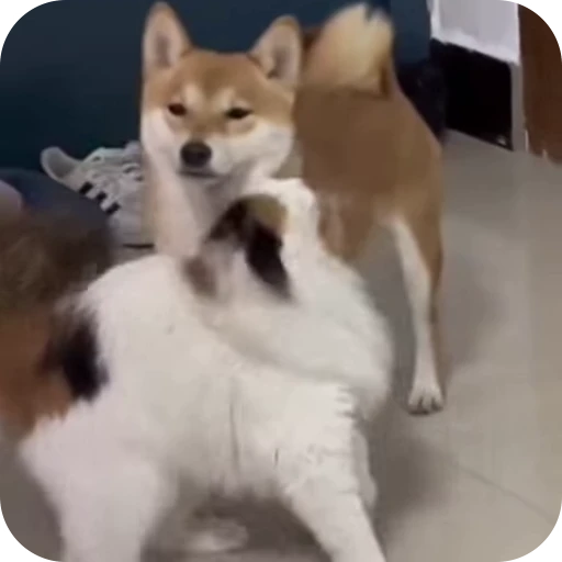 😚 Стикер «Cat Multiverse» для Telegram