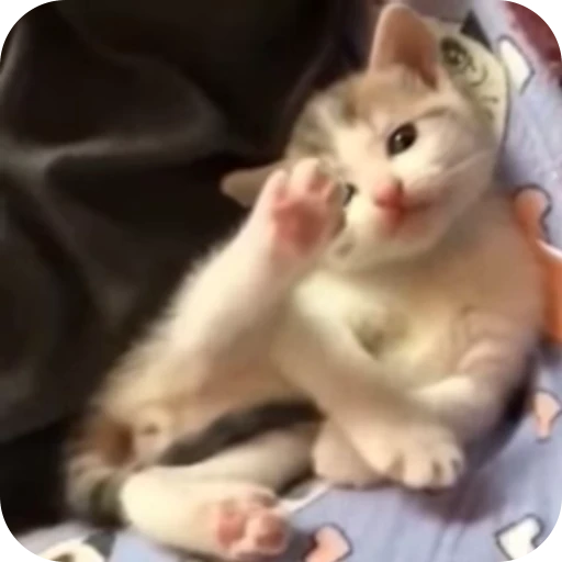 🫡 Стикер «Cat Multiverse» для Telegram