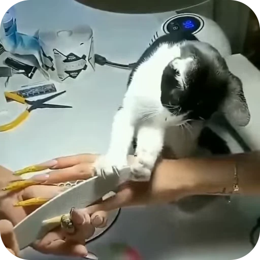 💅 Стикер «Cat Multiverse» для Telegram