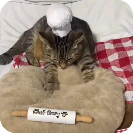 🤌 Стикер «Cat Multiverse» для Telegram