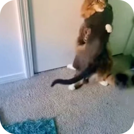 🥰 Стикер «Cat Multiverse» для Telegram