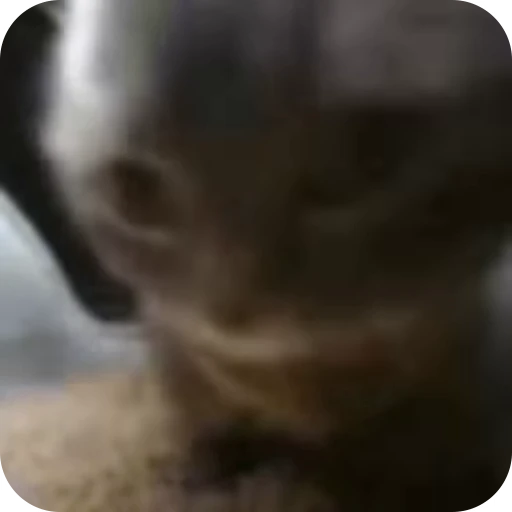 Стикерпак Cat Multiverse для Telegram