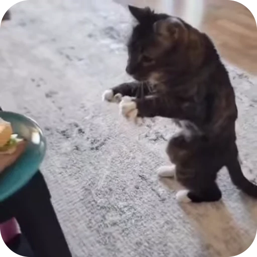 🥹 Стикер «Cat Multiverse» для Telegram