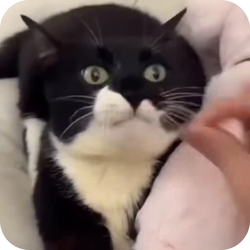 😛 Стикер «Cat Multiverse» для Telegram